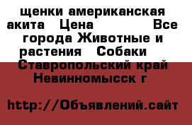 щенки американская акита › Цена ­ 30 000 - Все города Животные и растения » Собаки   . Ставропольский край,Невинномысск г.
